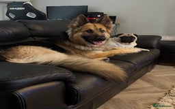 German Shepherd dogs for sale: Good home required  - Image 1