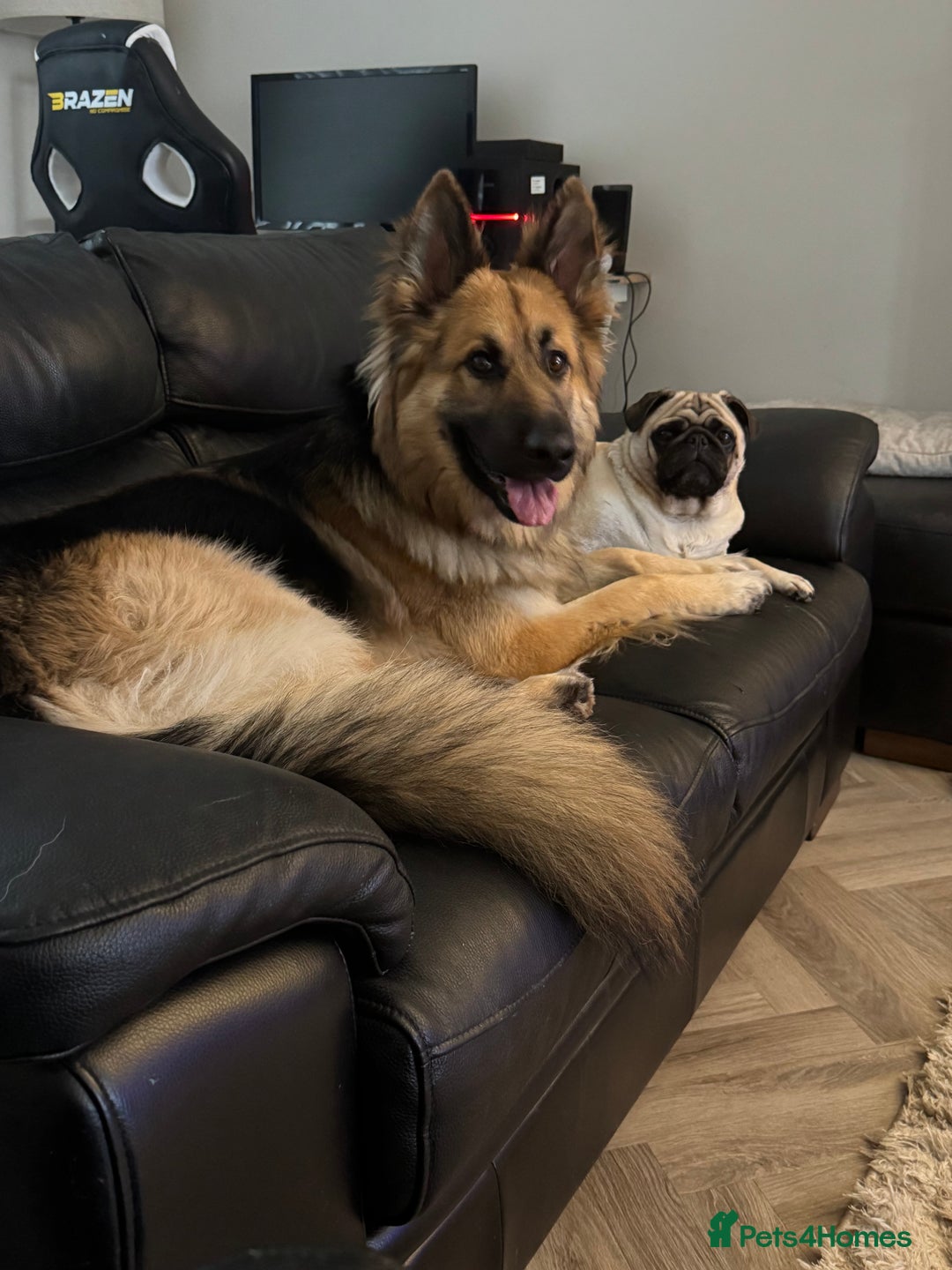 German Shepherd dogs for sale: Good home required  - Image 1