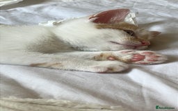 Domestic Shorthair cats for sale: Playful kitten for sale - Image 9