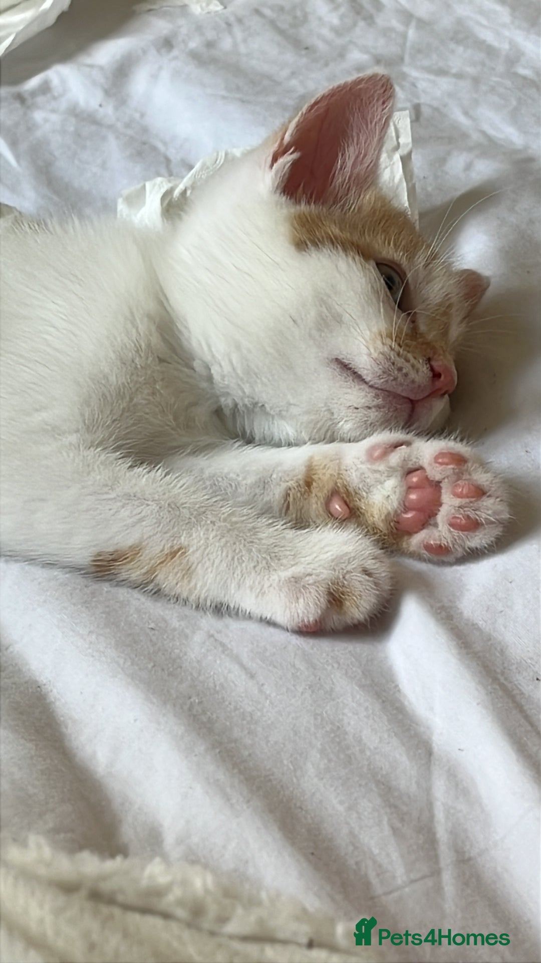 Domestic Shorthair cats for sale: Playful kitten for sale - Image 9