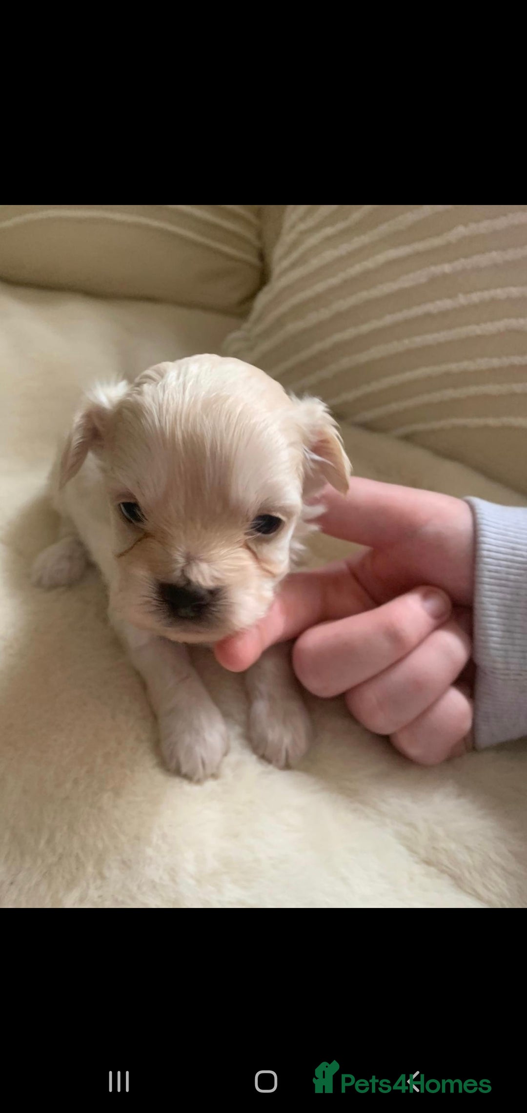 Chipoo dogs for sale: Beautiful Chipoo puppies.  - Image 14