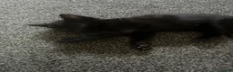 Mixed Breed cats for sale: Mixed breed  - Advert 4