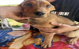 Mixed Breed dogs for adoption: Chase for adoption - Image 7