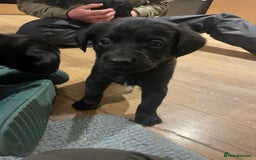 Springador dogs for sale: Springador pups - Image 8