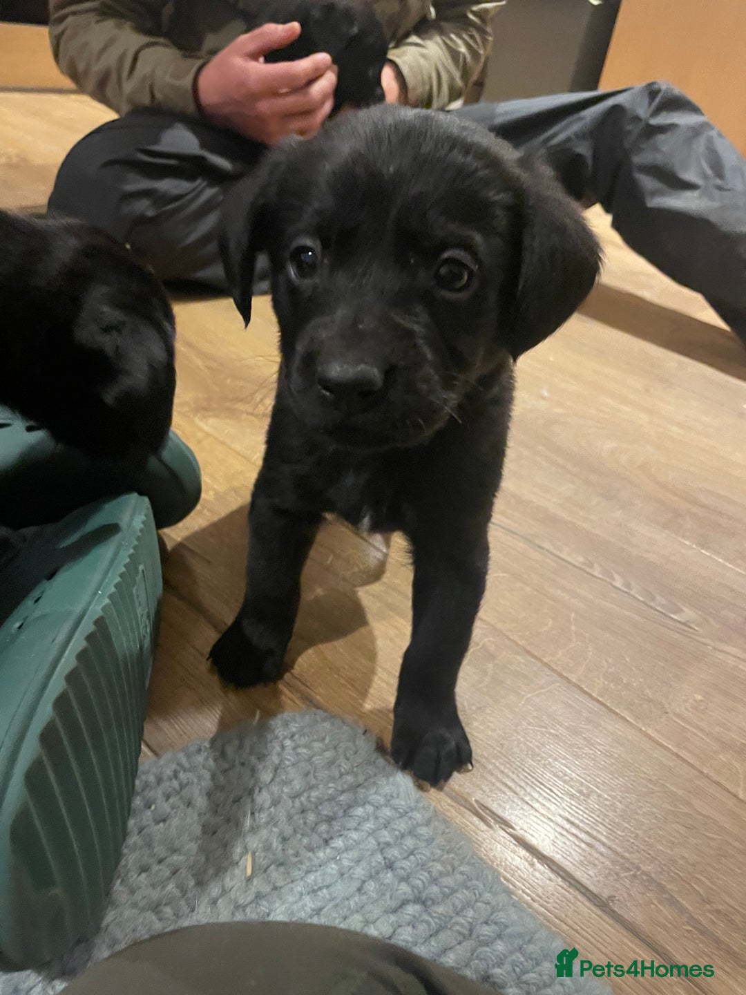 Springador dogs for sale: Springador pups - Image 8