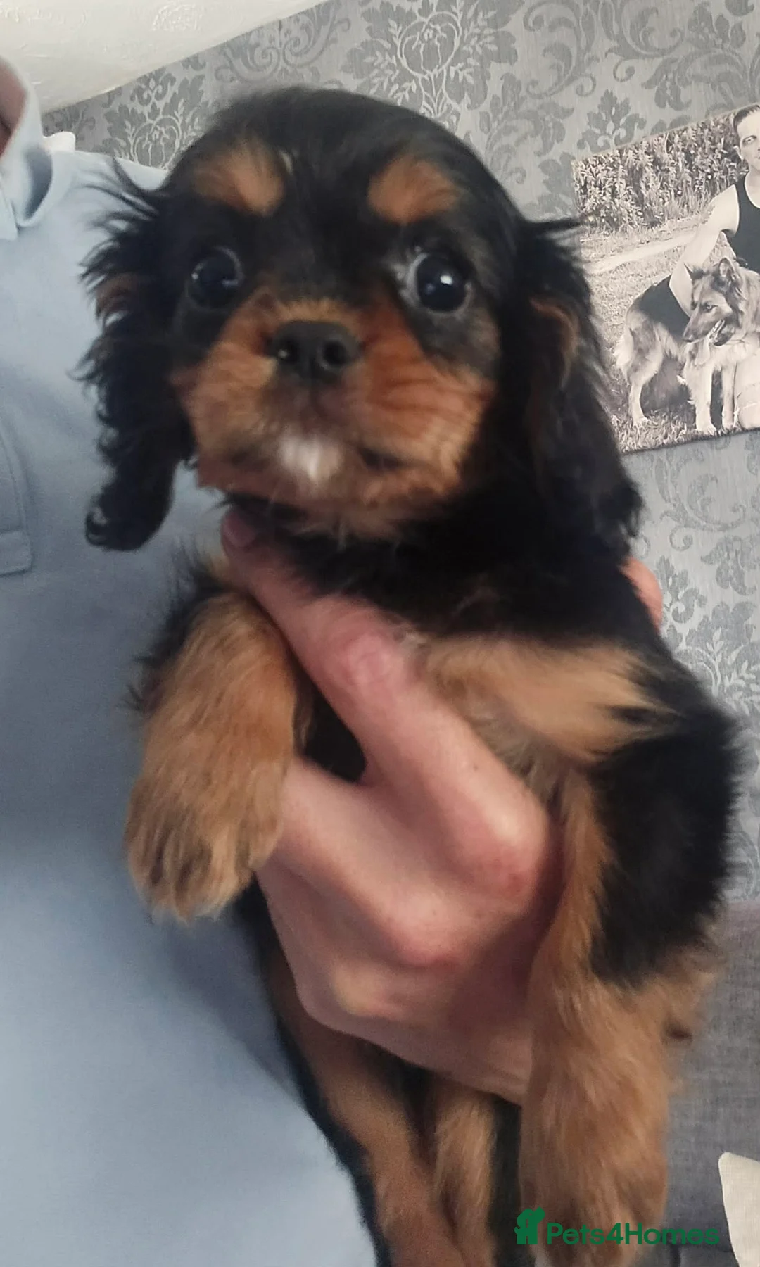 Cavalier King Charles Spaniel dogs for sale: Cavalier puppy’s for sale  - Advert 7
