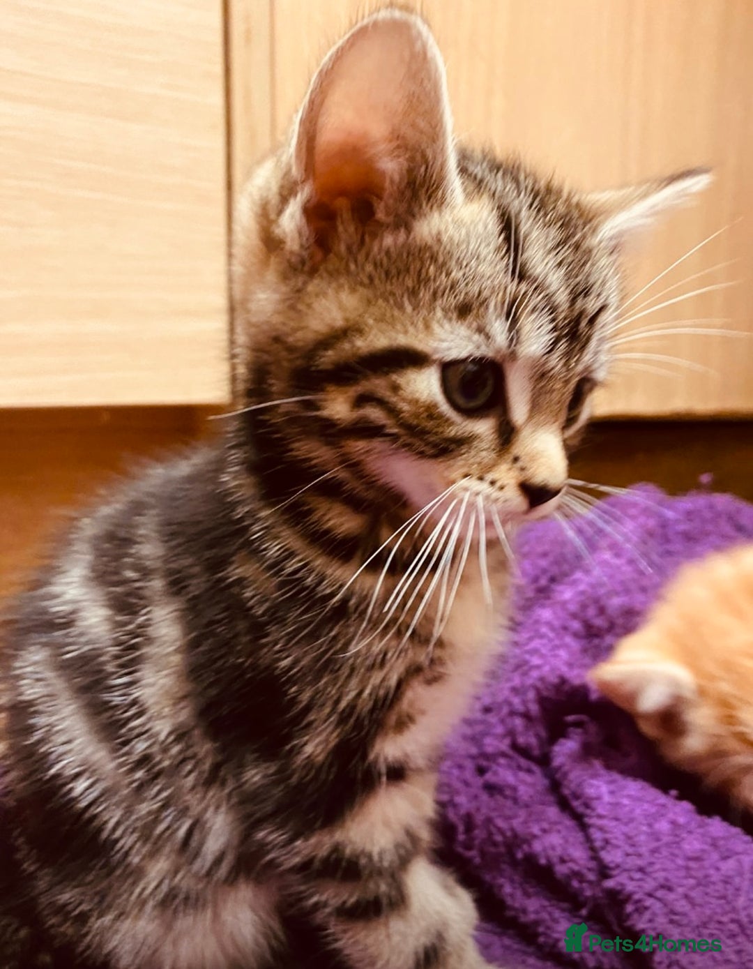 British Shorthair cats for sale: Adorable Kittens FOR SALLE  - Image 7
