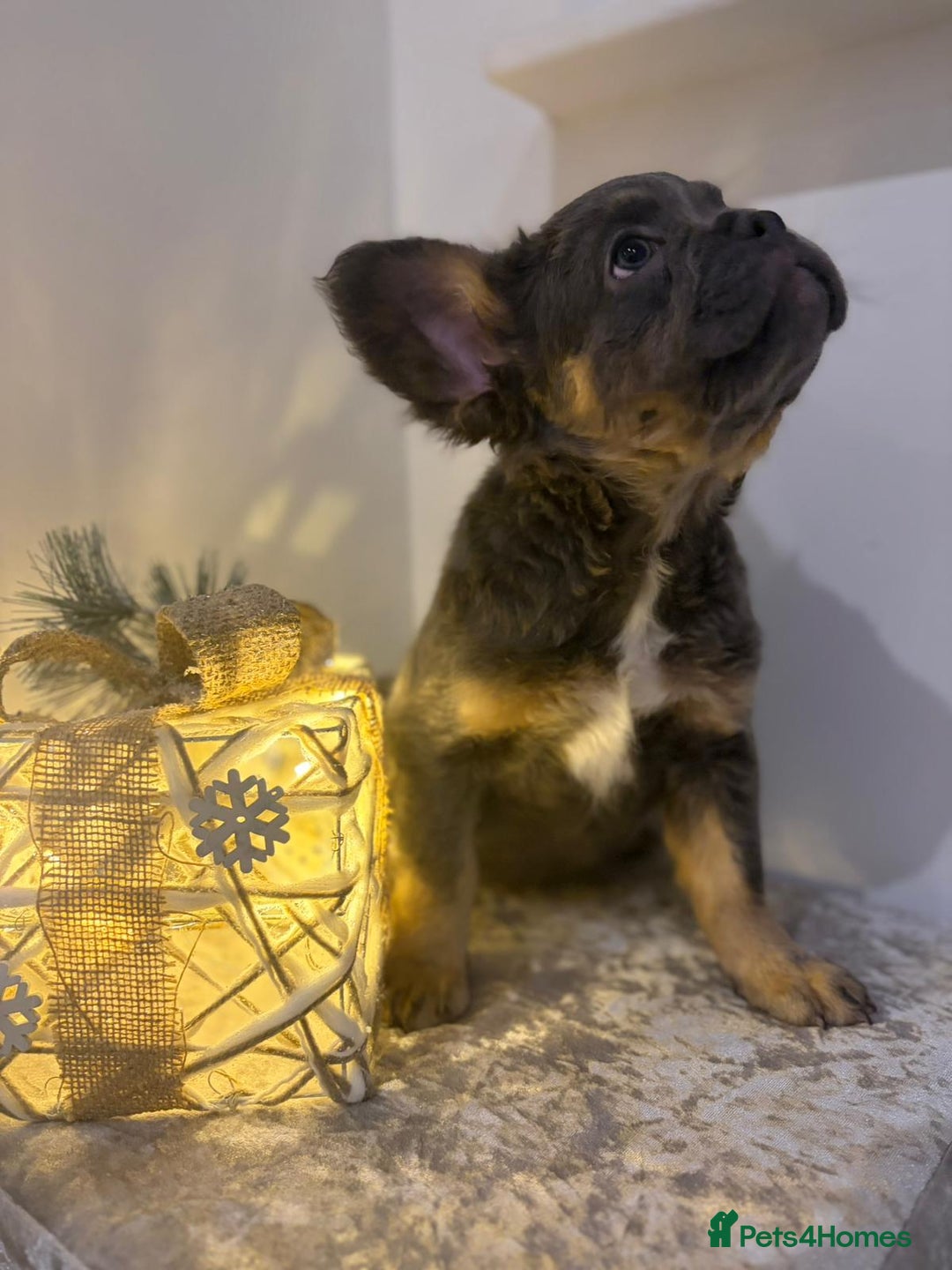 French Bulldog dogs for sale: Fluffy French bulldog puppies- strong bloodline. - Advert 3