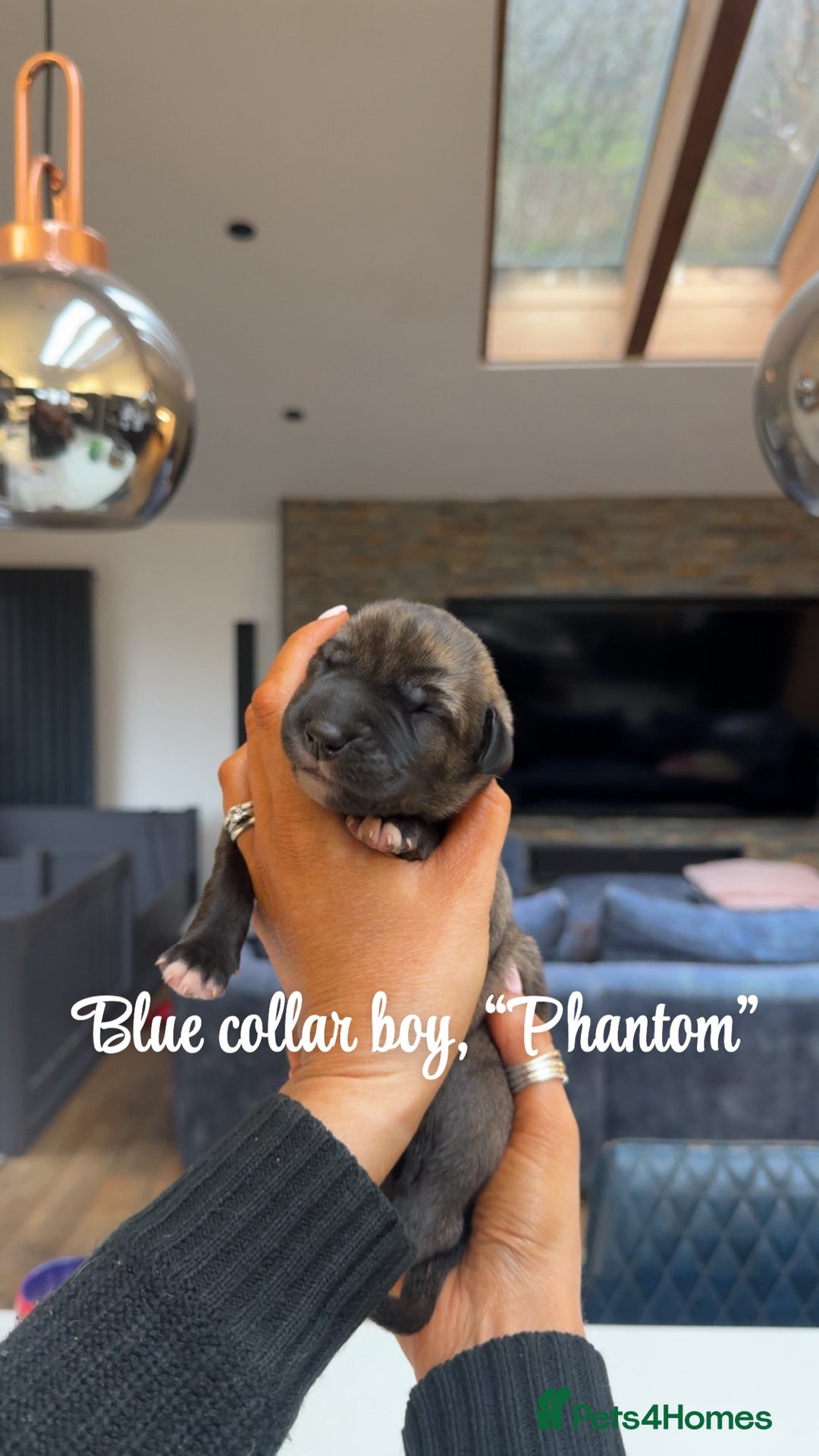 Irish Wolfhound dogs for sale: Outstanding Irish Wolfhound KC Reg Puppies  - Advert 8