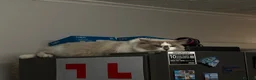 Ragdoll cats for sale: 13 month old ragdoll male - Advert 5