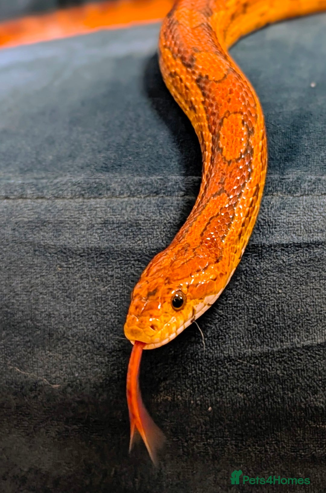 Corn Snake reptiles for sale: Cornsnake - Image 1