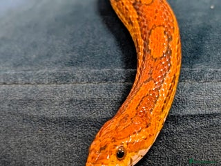 Corn Snake reptiles - Advert 1