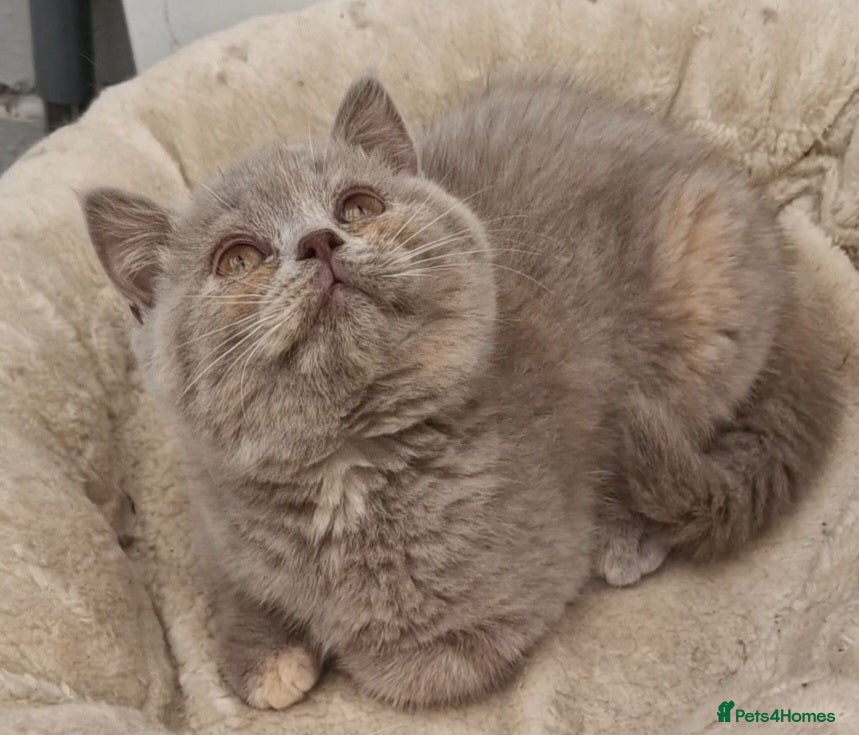 British Shorthair cats for sale: AVAILABLE Female lilac British Shorthair kitten - Advert 2