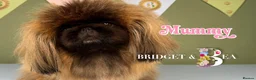 Pekingese dogs for sale: 💙OUTSTANDING QUALITY BOY 💙 champion lines in Gateshead - Advert 4