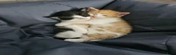Mixed Breed cats for sale: Two male kittens for sale - Advert 10