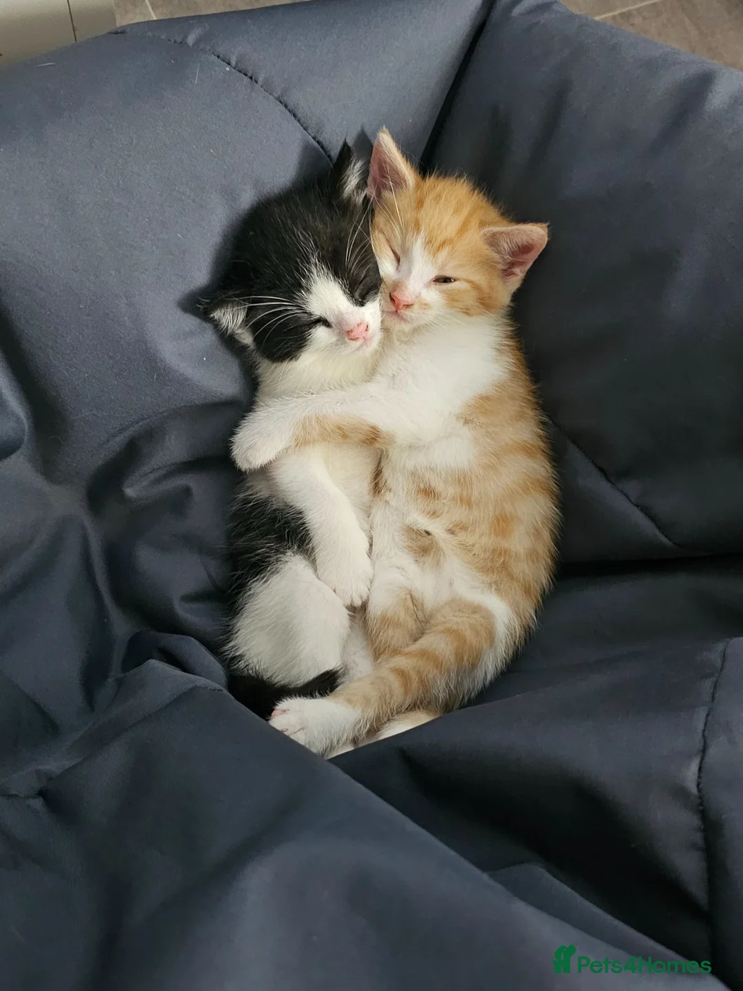 Mixed Breed cats for sale: Two male kittens for sale - Advert 10