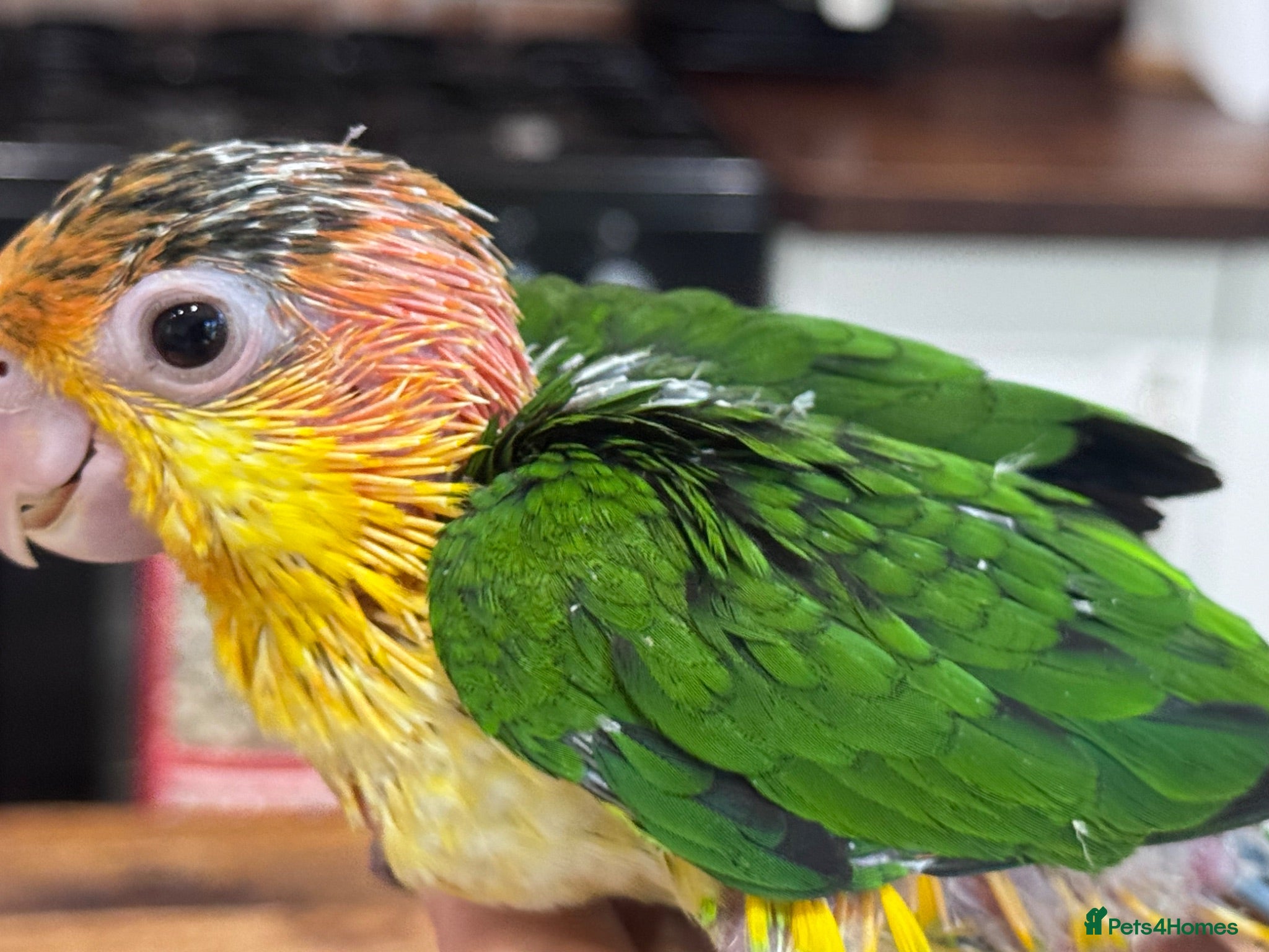 Parrots birds Hand Reared Yellow Thighed Caiques - Advert 3