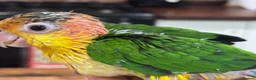 Parrots birds for sale: Hand Reared Yellow Thighed Caiques - Advert 1