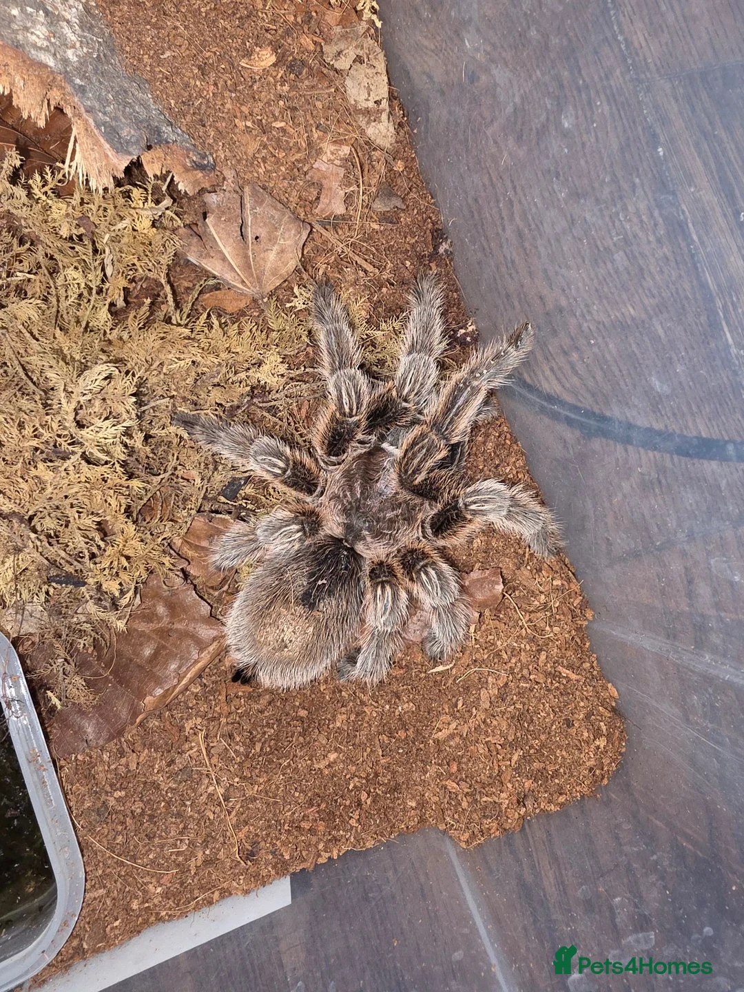 Tarantulas invertebrates for sale: Adult Female G rosea - Advert 1