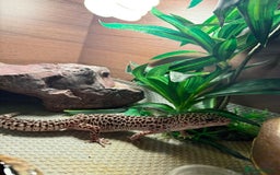 Leopard Gecko reptiles for sale: Leopard Gecko looking for a new home - Image 2