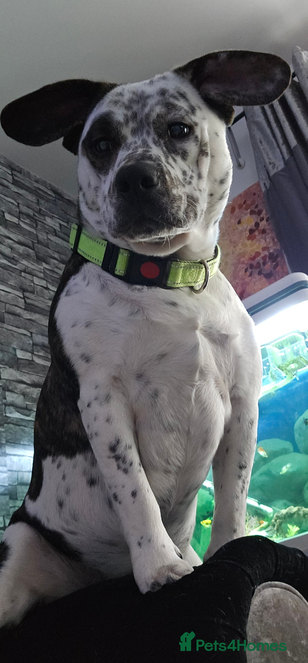 Mixed Breed dogs for sale: 2yr old Male for sale - Advert 4