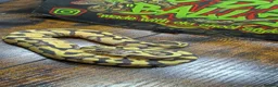 Python Snake reptiles for sale: Super pastel enchi het clown ball python  - Advert 4