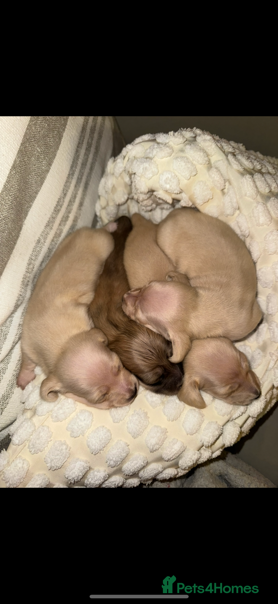 Dachshund dogs for sale: Stunning litter-cream miniature dachshund puppies - Advert 11