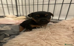 Jack Russell dogs for sale: Beautiful Jack Russell Puppies  - Image 15