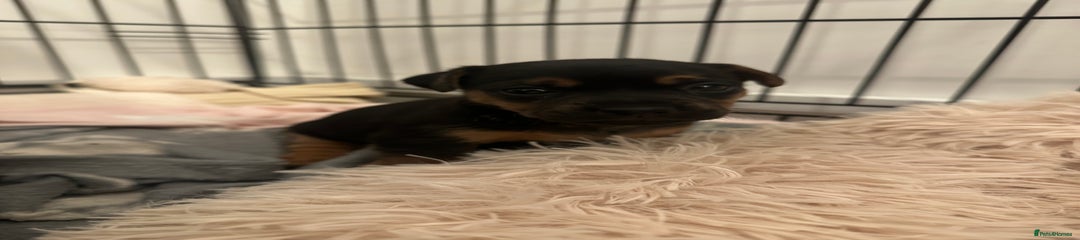 Jack Russell Puppy 4