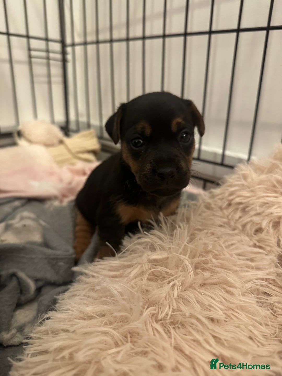 Jack Russell dogs for sale: Beautiful Jack Russell Puppies  - Image 15