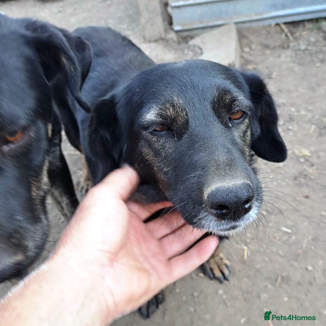 Mixed Breed dogs for adoption: Beautiful and Gentle LOLITA - for a Loving Home - Image 7