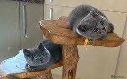 British Shorthair cats for sale: Beautiful kittens  - Image 6