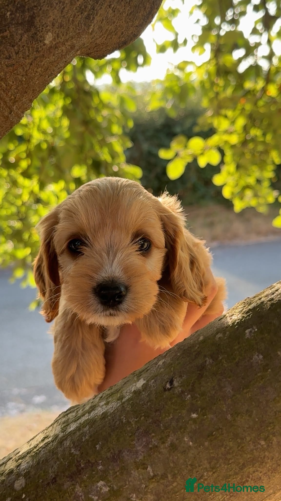 Cockapoo dogs 1 left, ready to leave Cockapoo puppies  - Advert 2