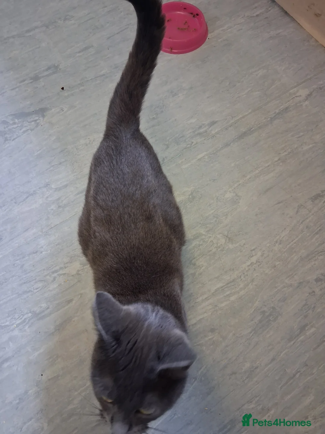 Mixed Breed cats for sale: Russian blue cross mum tabby dad  in Rotherham - Advert 1