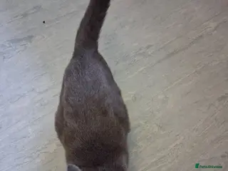 Mixed Breed cats Russian blue cross mum tabby dad - Advert 4