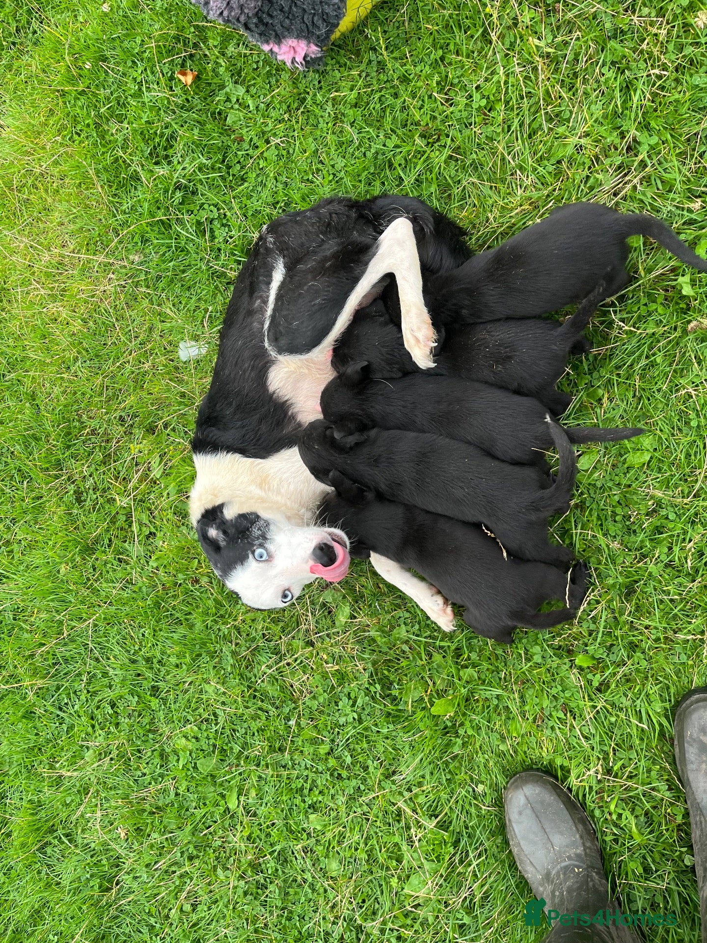 Borador dogs 5 border collie Labrador cross  - Advert 15
