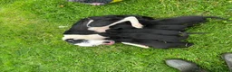 Borador dogs for sale: 5 border collie Labrador cross  - Advert 1