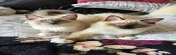 Ragdoll cats for sale: Fluffy Ragdoll Kittens  - Advert 4