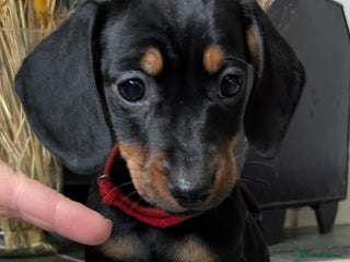 Miniature Dachshund dogs LAST GIRL LEFT Miniature dachshund puppies - Advert 11