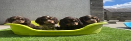 Cocker Spaniel dogs for sale: ⭐️ Health tested KC reg show type cocker 🐶  - Advert 5