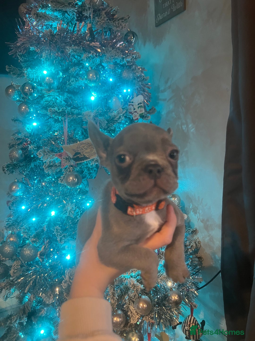 French Bulldog dogs for sale: French bulldog puppies - Advert 16