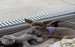 Chihuahua dogs for sale: Lilac chihuahua puppy kc - Image 4