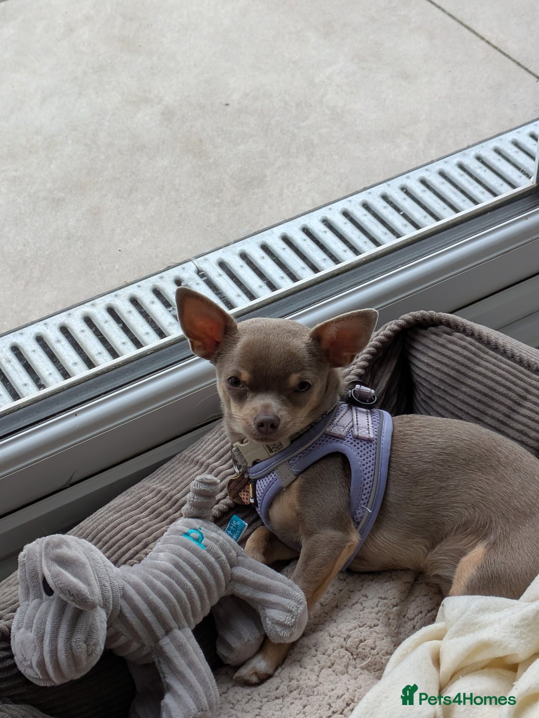 Chihuahua dogs for sale: Lilac chihuahua puppy kc - Image 4