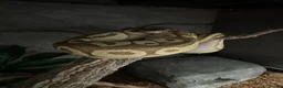 Python Snake reptiles for sale: 3 year old mahavi orange dream bull python  in Hemel Hempstead - Advert 4