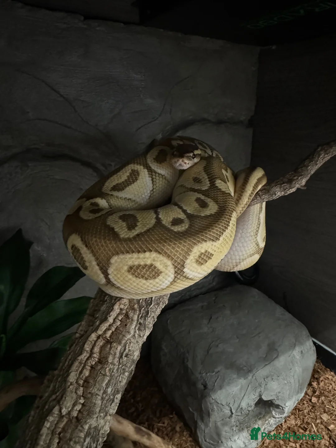 Python Snake reptiles for sale: 3 year old mahavi orange dream bull python  in Hemel Hempstead - Advert 4