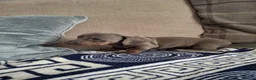 Dachshund dogs for sale: Lovely Litter of 6 Dachshund Puppies  - Advert 4