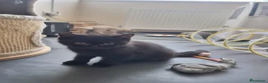 Male Black 