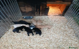 Labrador Retriever dogs for sale: Labrador pups - Advert 1