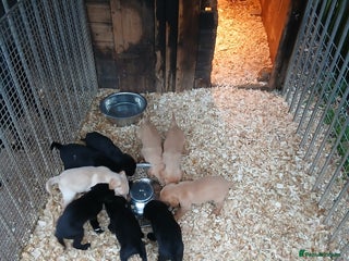 Labrador Retriever dogs Labrador pups - Advert 1