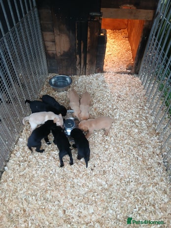 Labrador Retriever dogs Labrador pups - Advert 5